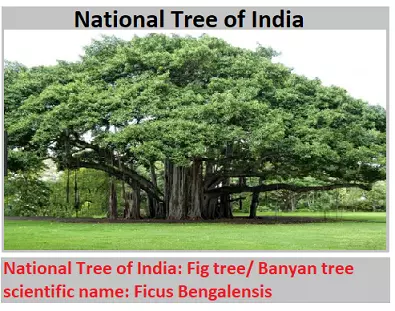 National Tree of India: Fig Tree/Banyan Tree